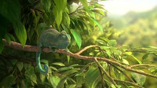 Our Wonderful Nature - The Common Chameleon